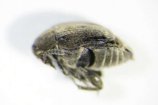 Image of Broom Seed Beetle