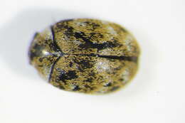 Image of Sacramento Anthicid Beetle