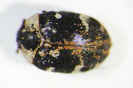 Image of carpet beetle