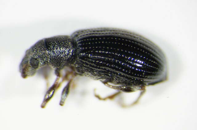 Image of Green Nettle Weevil