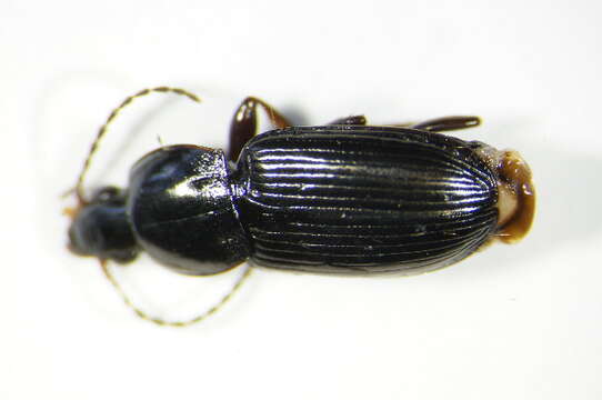 Image of Carabidae