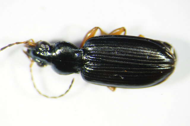 Image of Bembidion (Ocydromus) decorum (Panzer 1799)