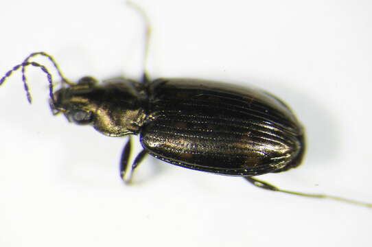 Image of Bembidion (Notaphus) obliquum Sturm 1825