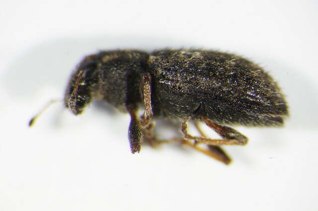 Image of Clover Root Weevil