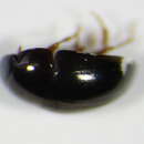 Image of <i>Olibrus affinis</i>