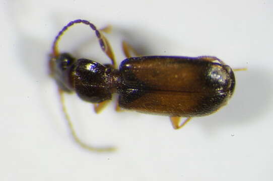 Image of Ground beetle