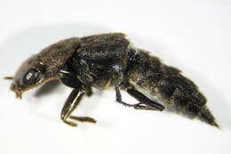 Image of Ontholestes murinus (Linnaeus 1758)