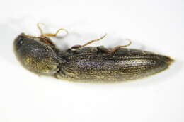 Image of <i>Agriotes ustulatus</i>