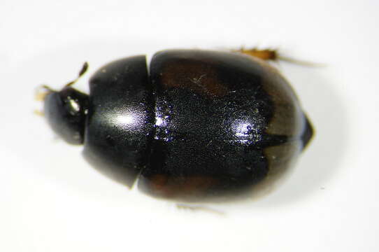 Image of Dung beetle