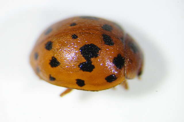 Subcoccinella的圖片