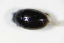 صورة Cercyon (Cercyon) haemorrhoidalis (Fabricius 1775)