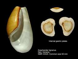 Image of Scaphandridae G. O. Sars 1878