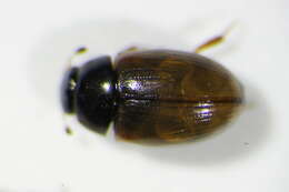 Image of Water scavenger beetle