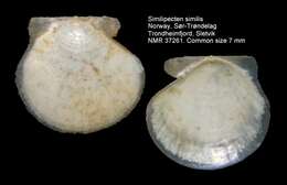 Image of Similipecten similis (Laskey 1811)