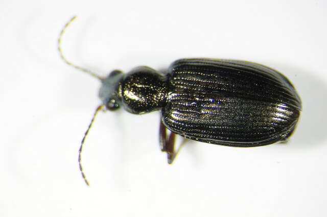 Bembidion (Princidium) punctulatum Drapiez 1820的圖片