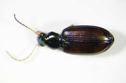 Image de Bembidion (Euperyphus) testaceum (Duftschmid 1812)