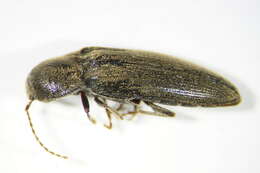 Image of <i>Synaptus filiformis</i>