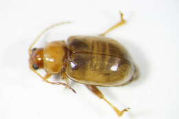 Image of Leaf beetle