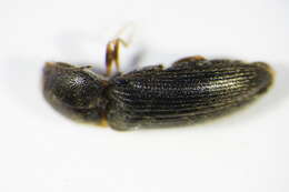 Image of Cidnopus