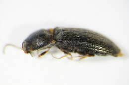 Image of Cidnopus