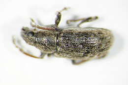 Image of Sweetclover Weevil