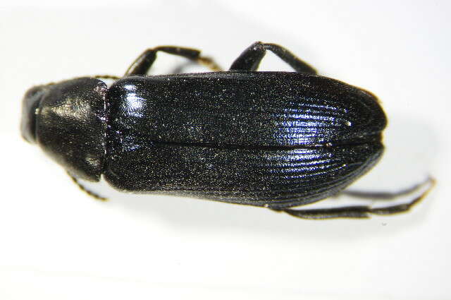 Image de <i>Melandrya caraboides</i>