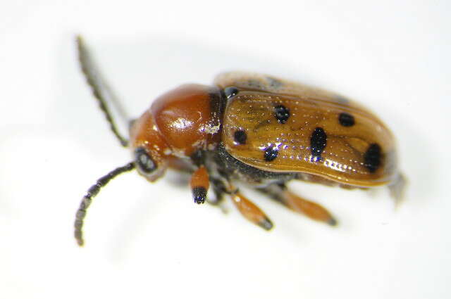 Image of Spotted asparagus beetle