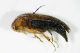 Image of <i>Anaspis flava</i>