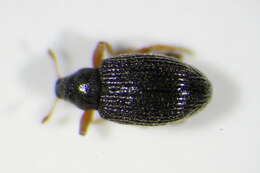 Image of Isochnus sequensi