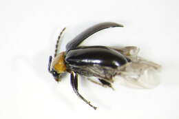 Image of <i>Luperomorpha xanthodera</i>