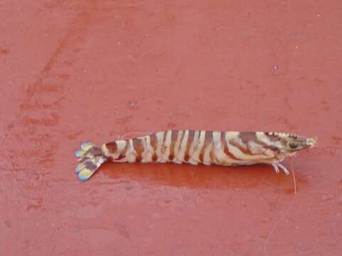 Image of Caramote prawn