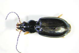 Image of Bembidion (Ocydromus) decorum (Panzer 1799)