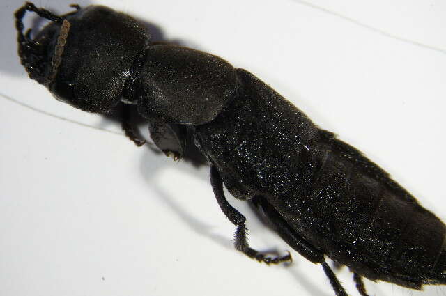 Image of Devil's Coach Horse