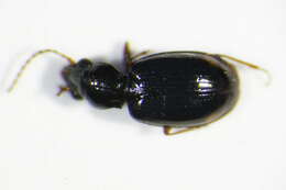 Image of Bembidion (Trepanedoris) doris (Panzer 1796)