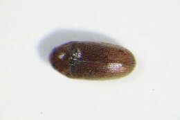 Image de <i>Trixagus obtusus</i>