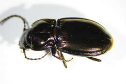 Image of Pterostichus (Cheporus) burmeisteri Heer 1837