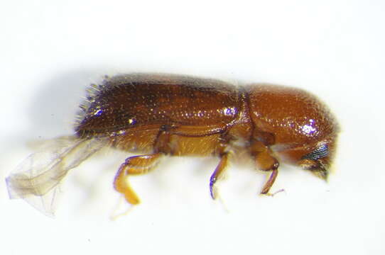 Image of Ambrosia beetle