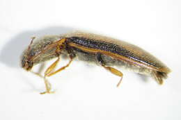 Image of <i>Athous vittatus</i>