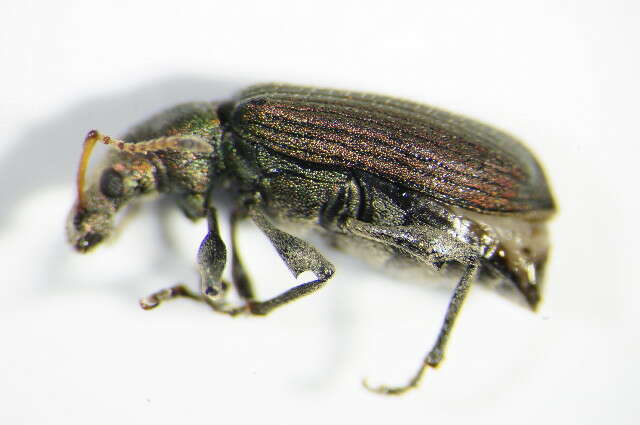 صورة Phyllobius (Pterygorrhynchus) maculicornis Germar 1824