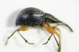 Image of <i>Protapion apricans</i>