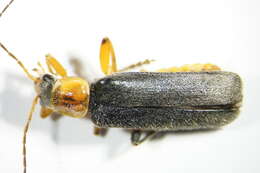 Image of <i>Anaspis maculata</i>