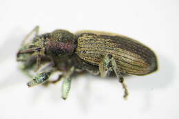 صورة Phyllobius (Pterygorrhynchus) maculicornis Germar 1824