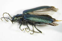 Image of <i>Ischnomera cyanea</i>