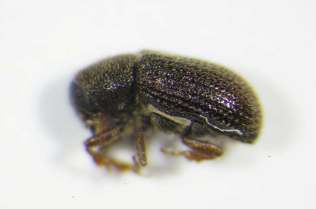 Image of Clover Root Borer