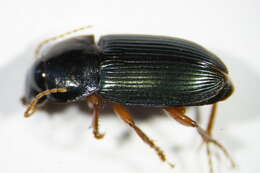 صورة Harpalus (Harpalus) smaragdinus (Duftschmid 1812)