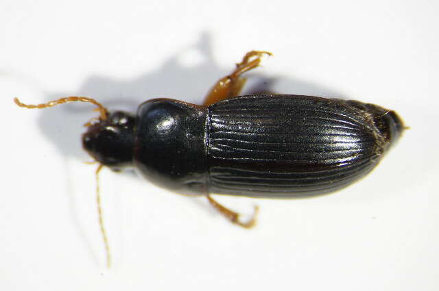 Image de Harpalus (Harpalus) autumnalis (Duftschmid 1812)