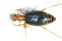 صورة Brachinus (Brachynolomus) explodens Duftschmid 1812