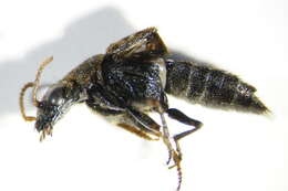 Image of Ontholestes haroldi (Eppelsheim 1884)