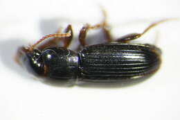 Sivun Harpalus (Harpalus) pumilus Sturm 1818 kuva