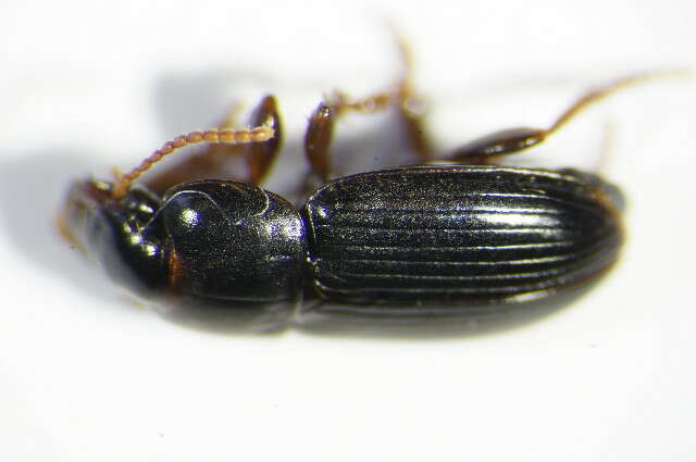 Sivun Harpalus (Harpalus) pumilus Sturm 1818 kuva